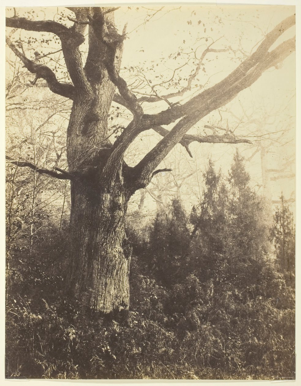 Senza titolo [albero] da Eugène Cuvelier