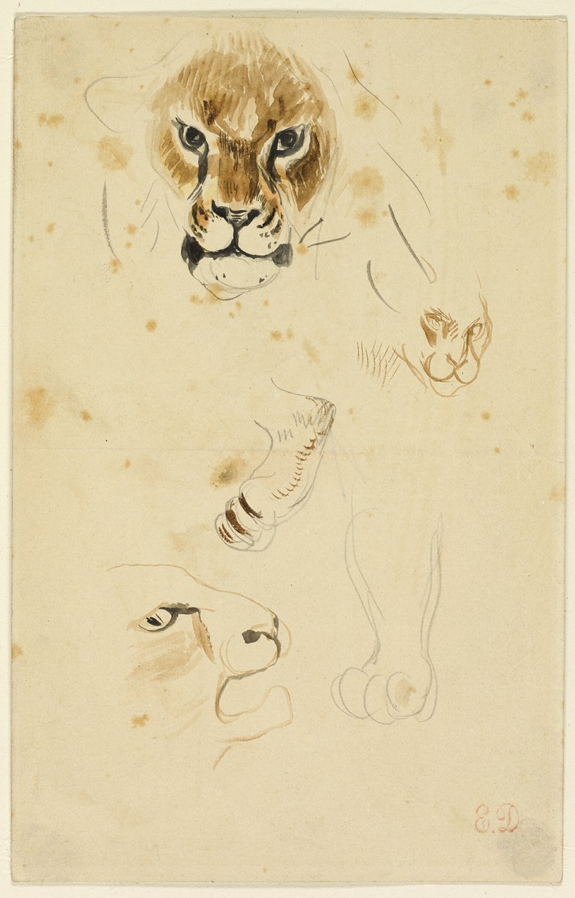 Teste e zampe di leone da Eugène Delacroix