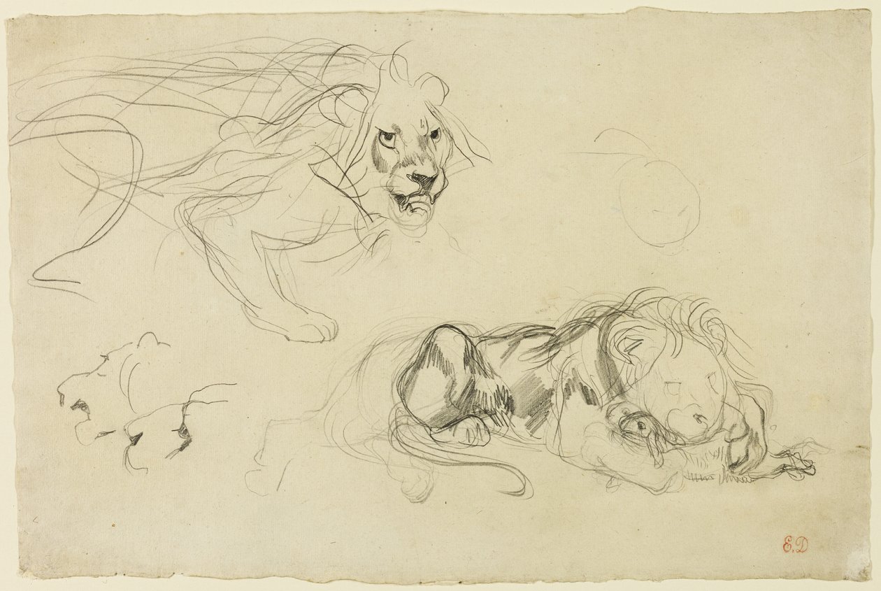 Studi di leoni da Eugène Delacroix