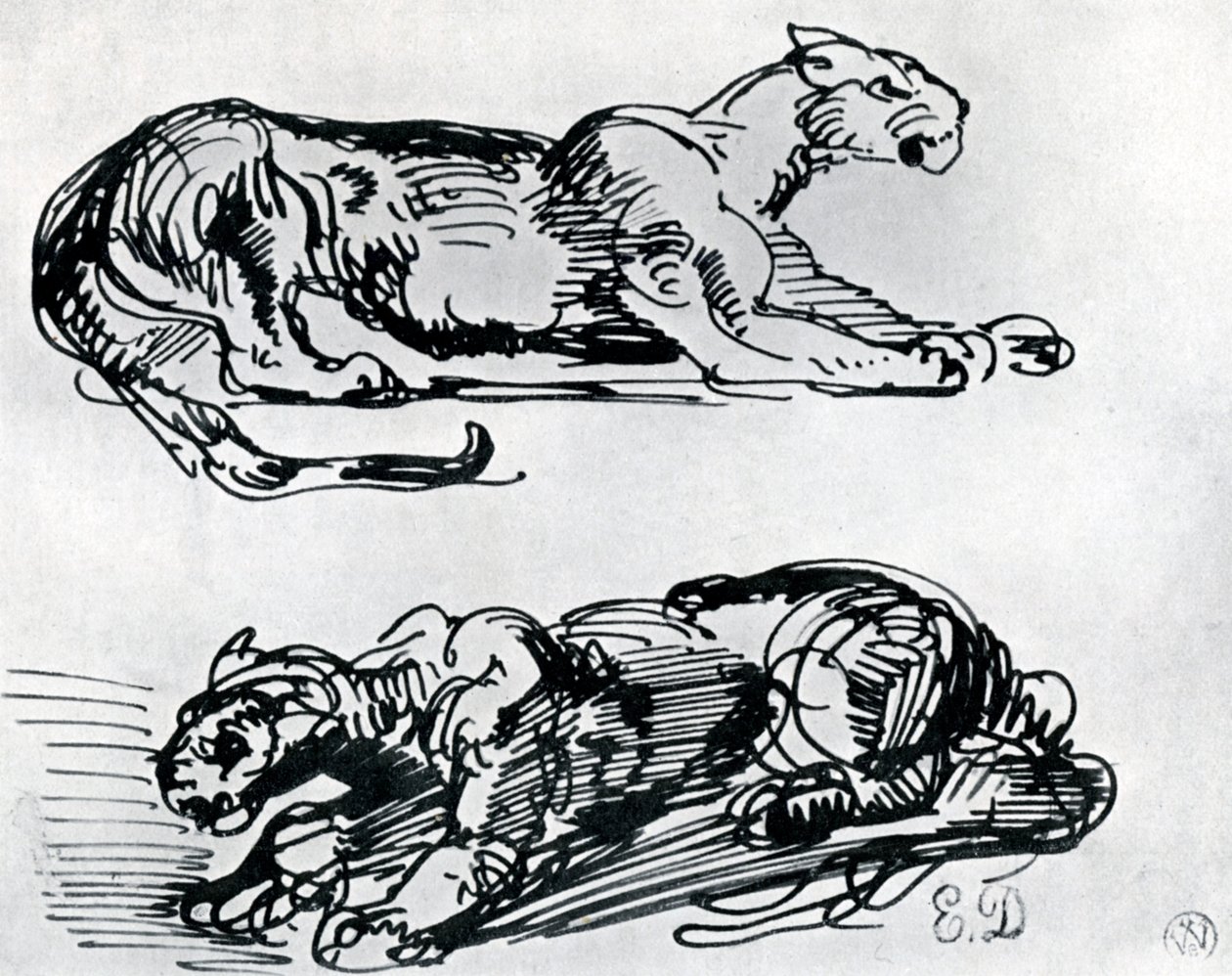 Studi di pantere, 1913 da Ferdinand Victor Eugene Delacroix