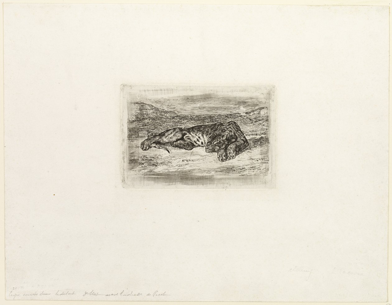 Tigre che riposa nel deserto da Eugène Delacroix