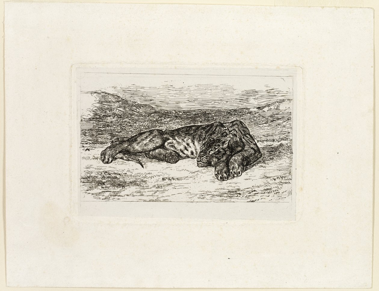 Tigre che riposa nel deserto da Eugène Delacroix