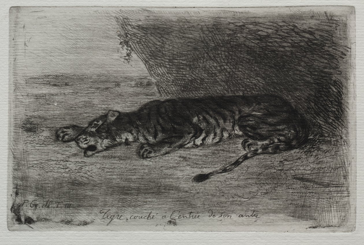 Tigre che dorme all