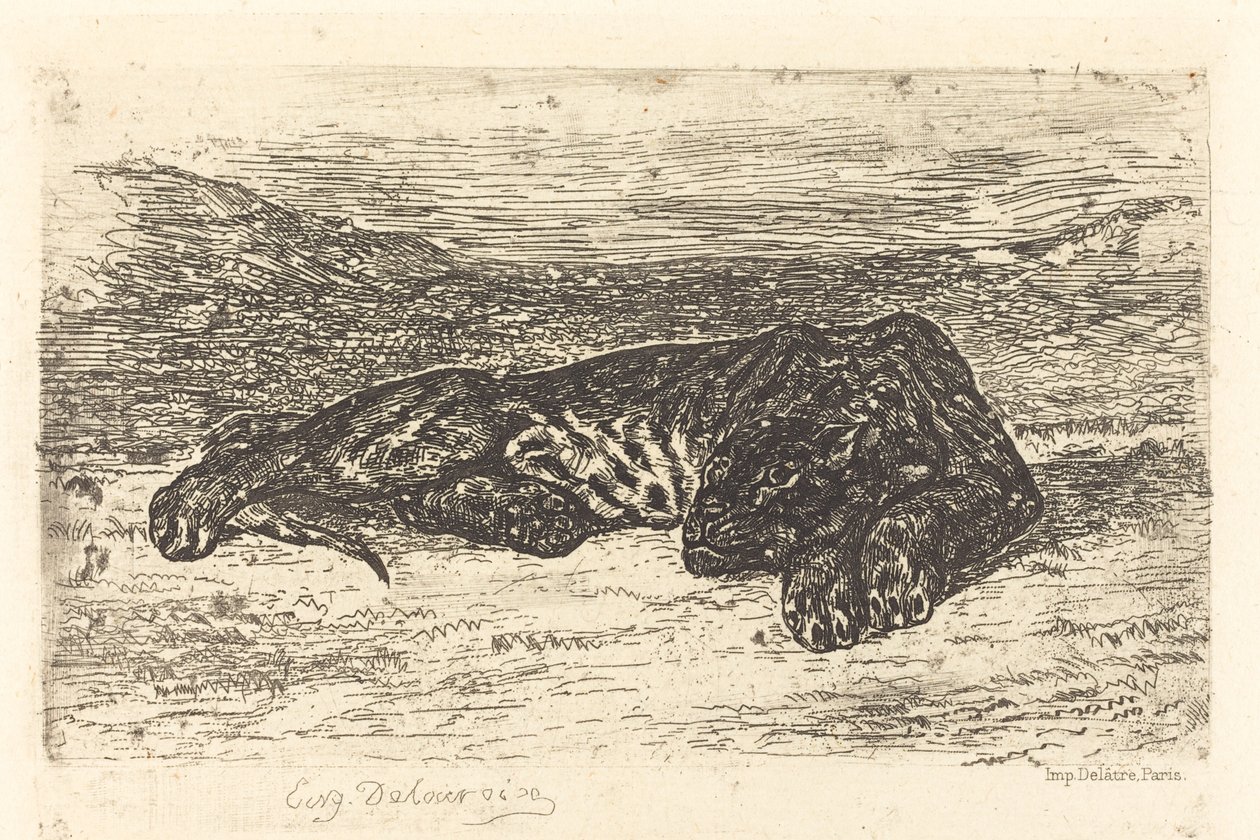 Tigre che Dorme nel Deserto da Eugène Delacroix