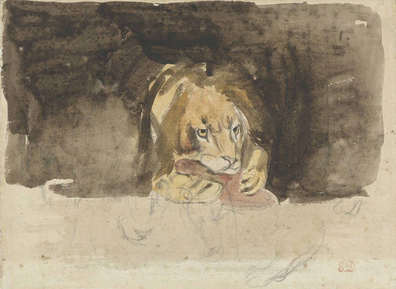 Leone carnivoro, visto di fronte, emergente contro uno sfondo scuro da Eugène Delacroix