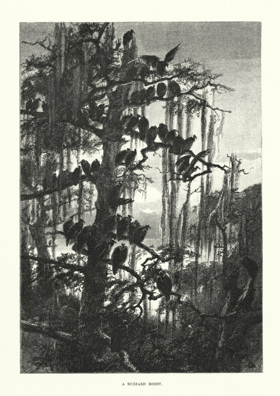 Un pollaio di poiane (incisione) da European School