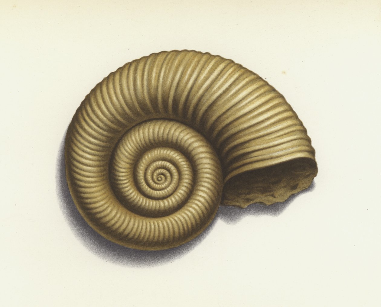 Ammonite (litografia a colori) da European School