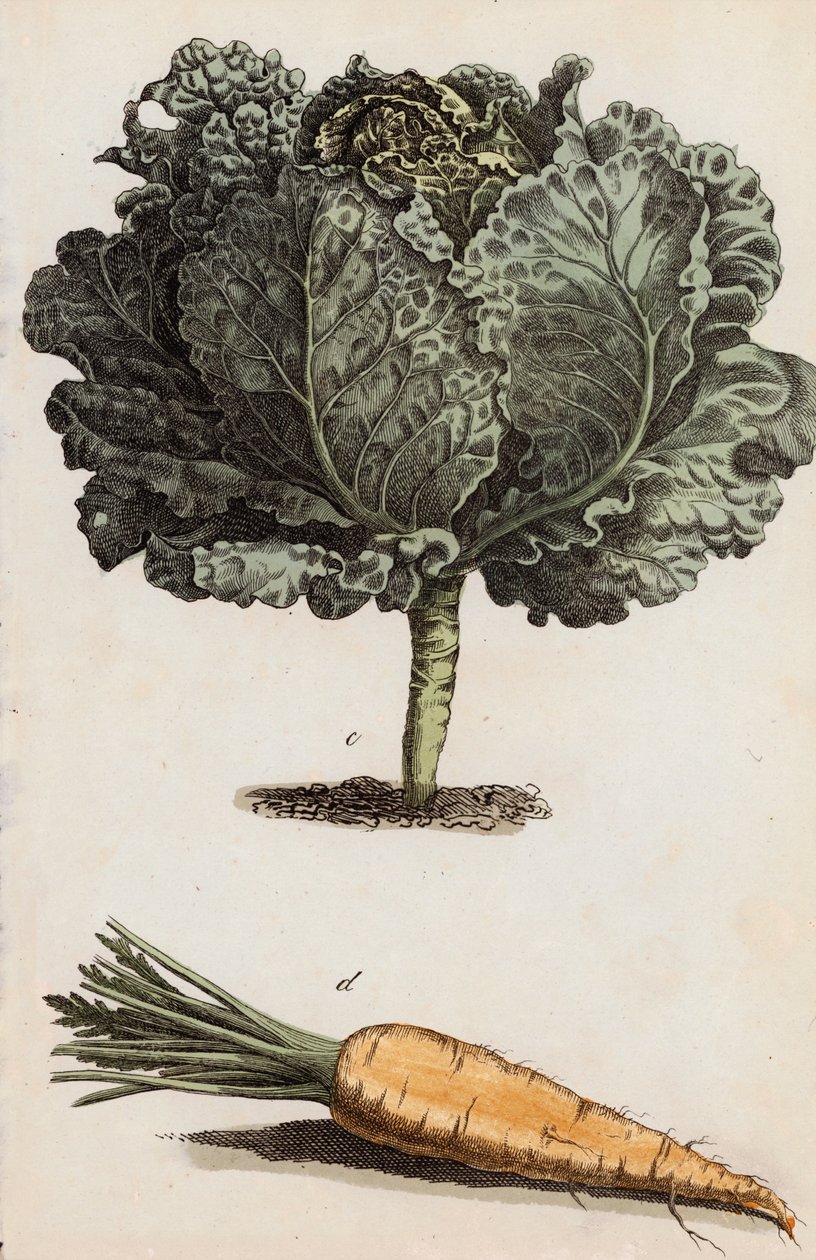 Cavolo e carota (litografia a colori) da European School