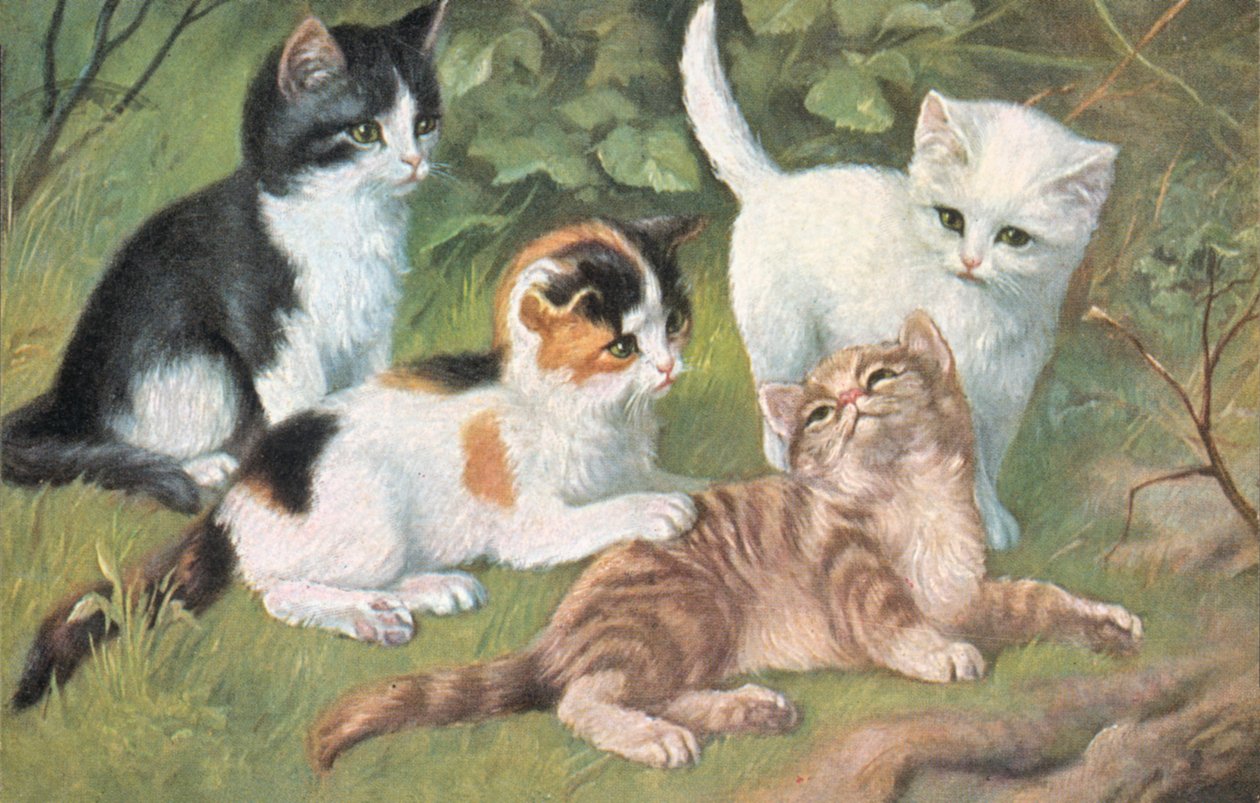 Cartolina gatto (litografia a colori) da European School
