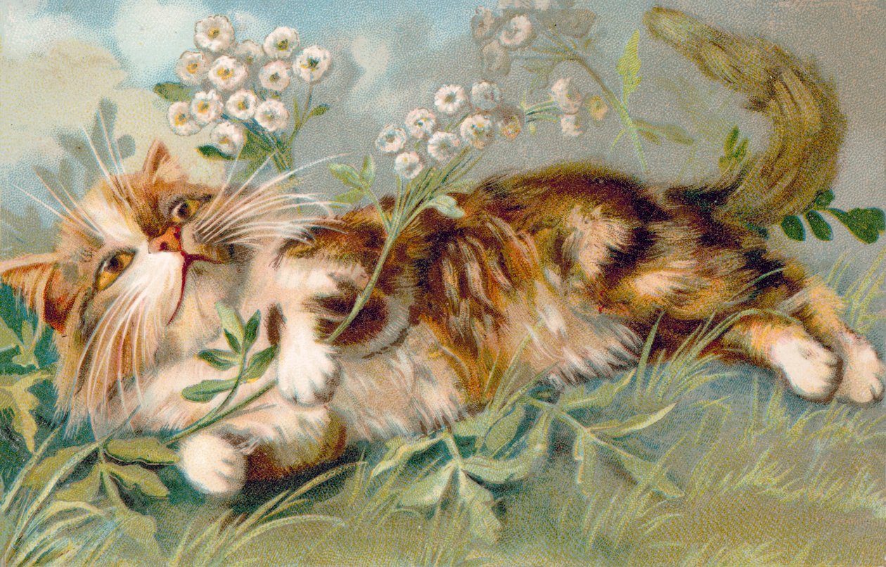 Cartolina gatto (litografia a colori) da European School