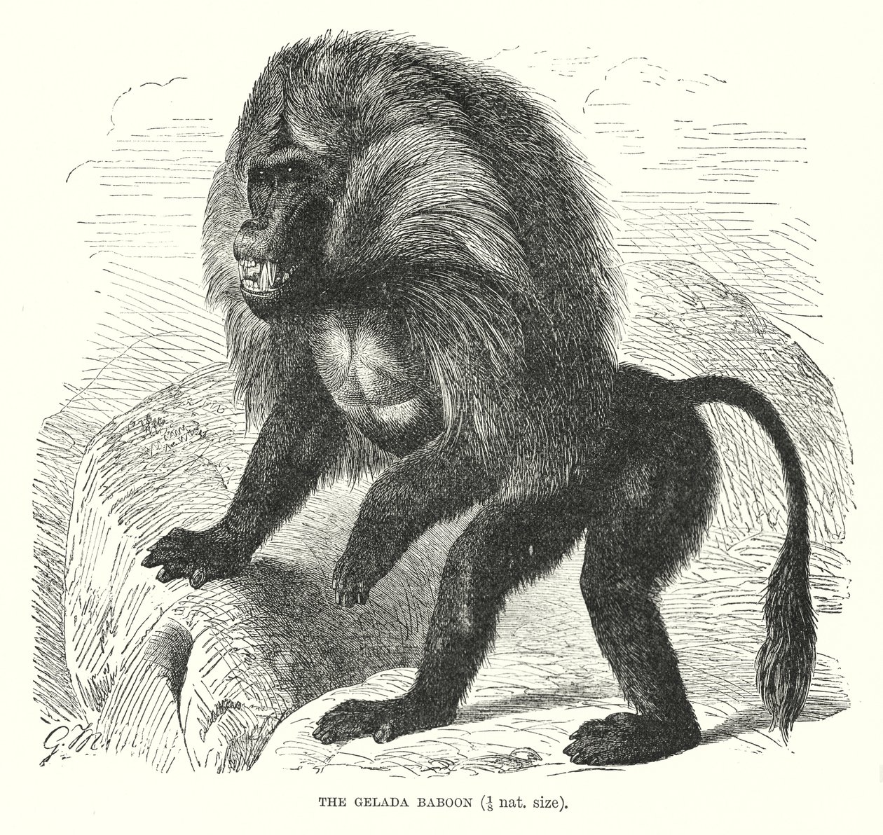 Babbuino Gelada (incisione) da European School