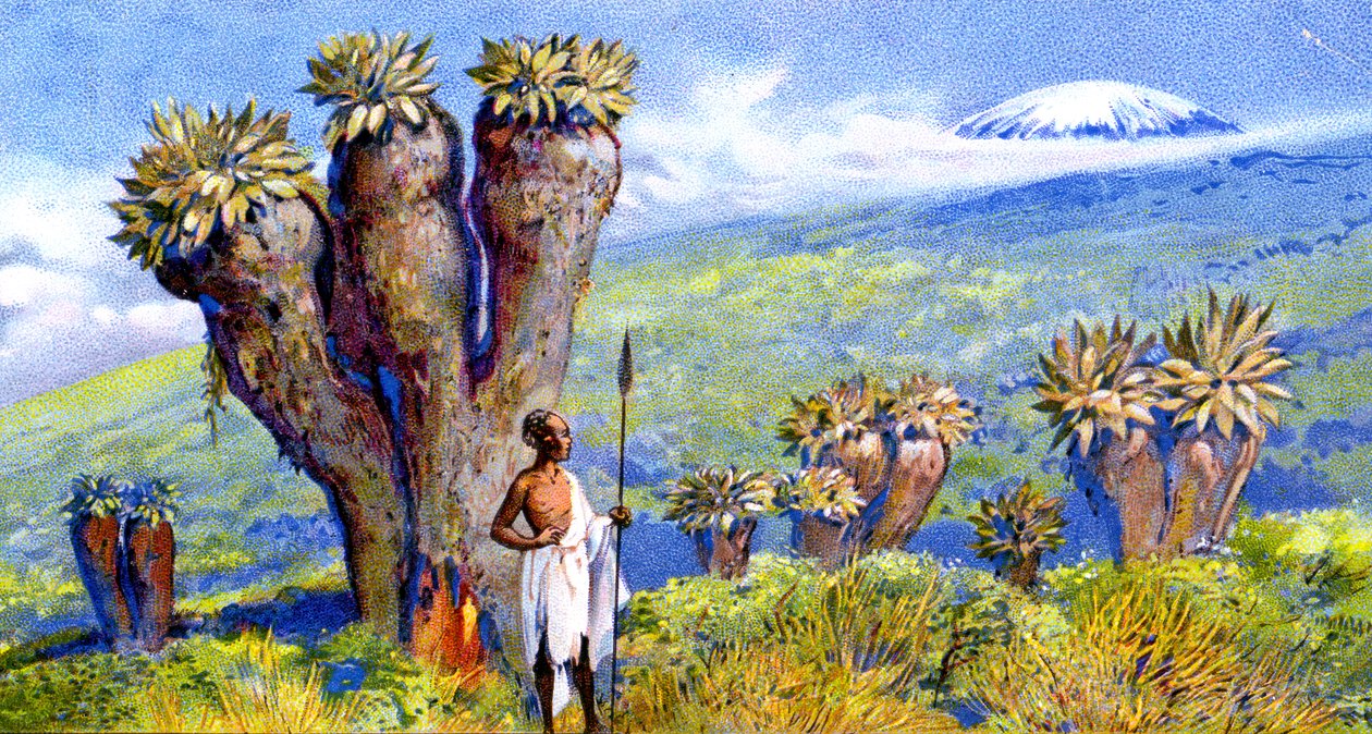 Giant Groundsel, Kilimanjaro, Africa da European School
