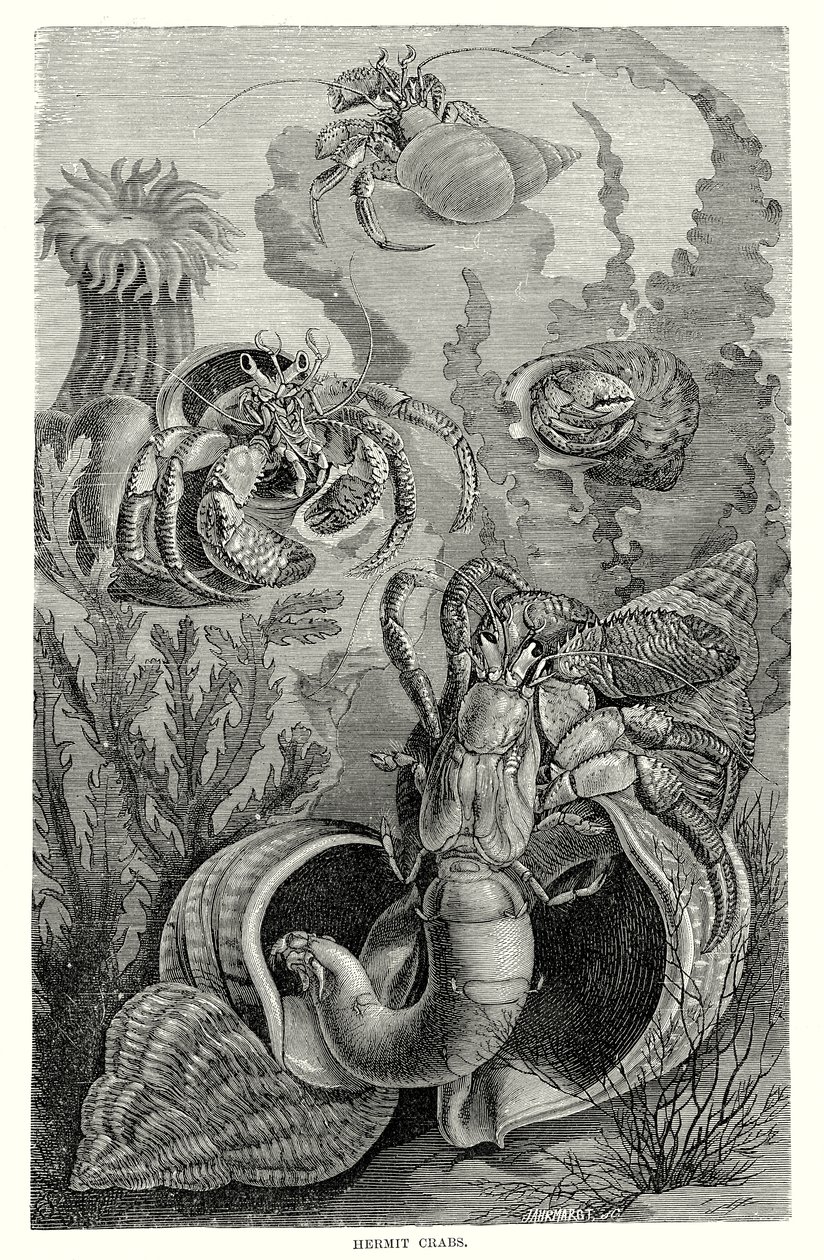 Granchi eremiti (incisione) da European School