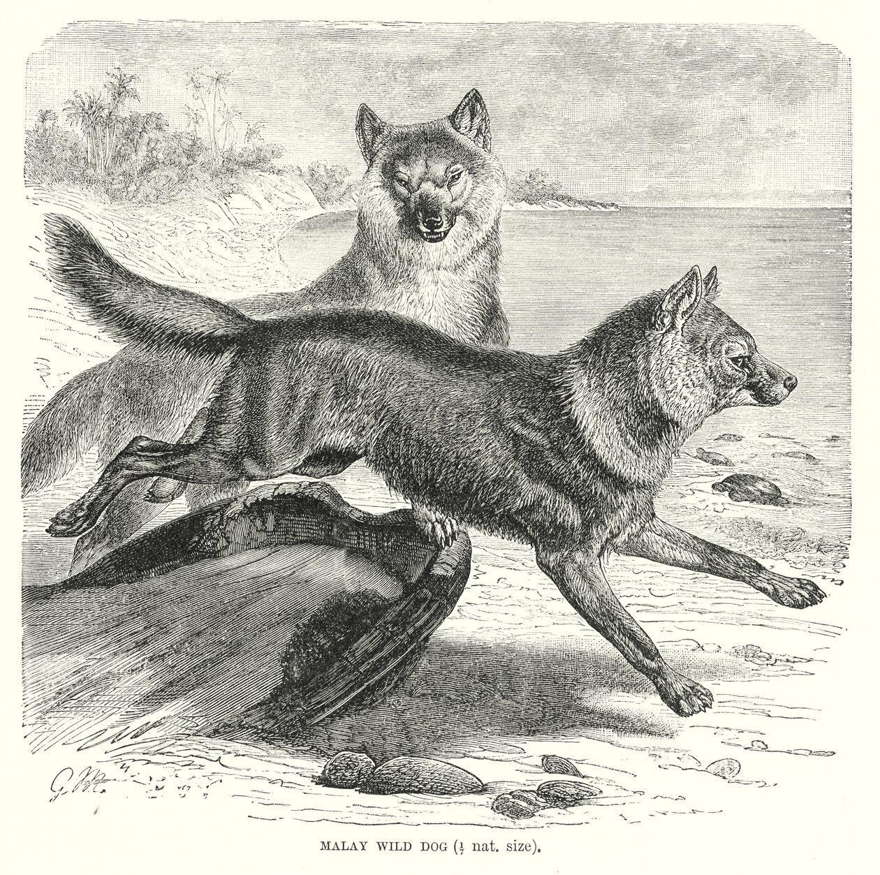 Cane selvatico malese (incisione) da European School