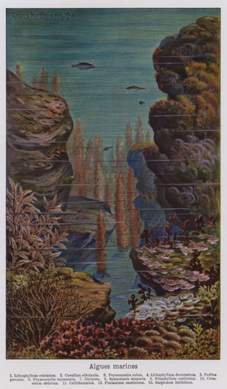 Alghe marine (litografia a colori) da European School