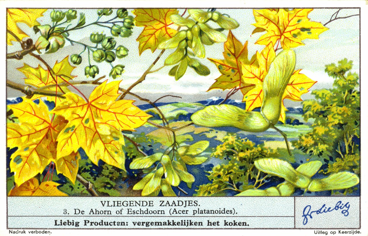 Acero norvegese (Acer platanoides) (cromolito) da European School