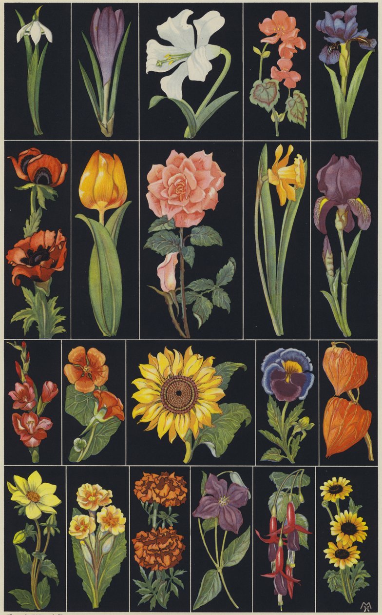 Pagina del libro illustrato per bambini Fiori (litografia a colori) da European School