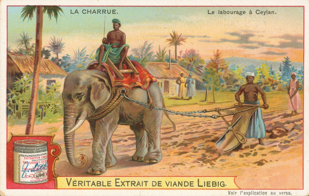 Aratura da parte di un elefante, Ceylon, carta Liebig, inizio XX secolo (cromo) da European School