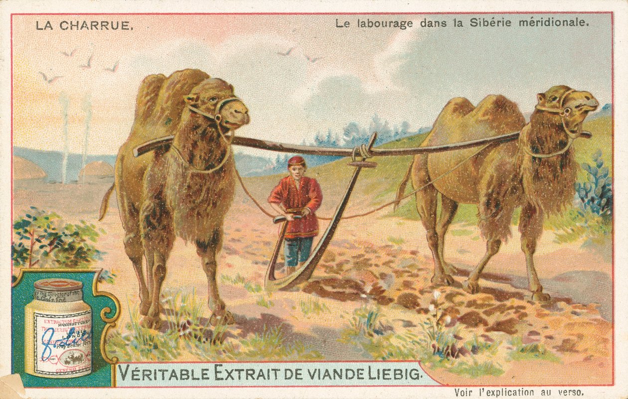 Aratura con cammelli, Siberia, carta Liebig, inizio XX secolo (cromo) da European School