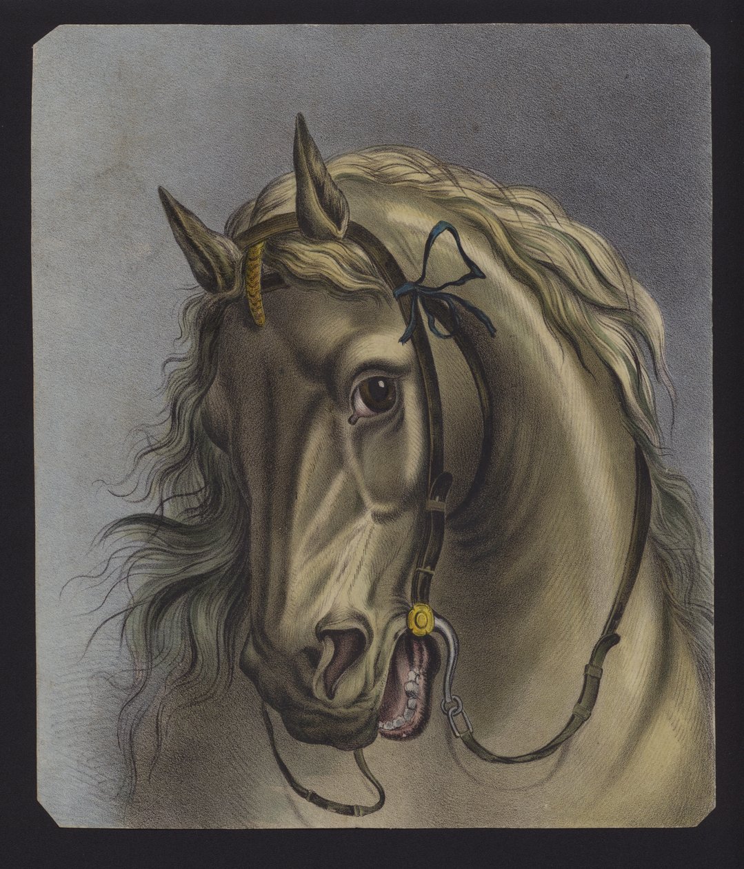 Ritratto di cavallo (litografia a colori) da European School