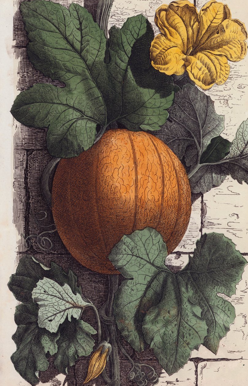 Zucca (litografia a colori) da European School