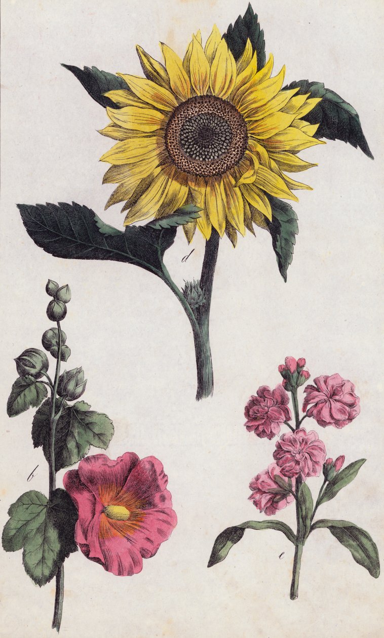Girasole e agrifoglio (litografia a colori) da European School