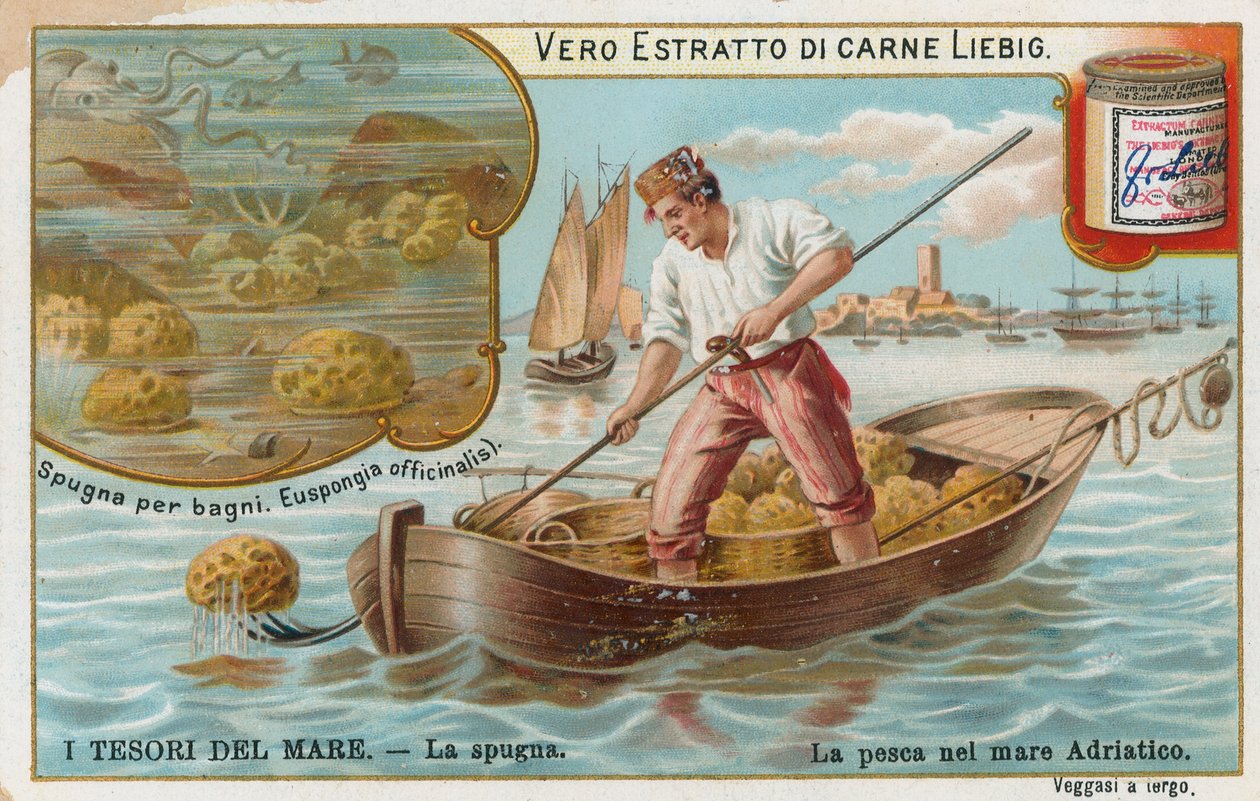 Tesori del mare, carta Liebig, inizio XX secolo (cromo) da European School