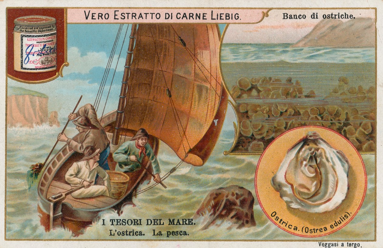 Tesori del mare, carta Liebig, inizio XX secolo (cromo) da European School