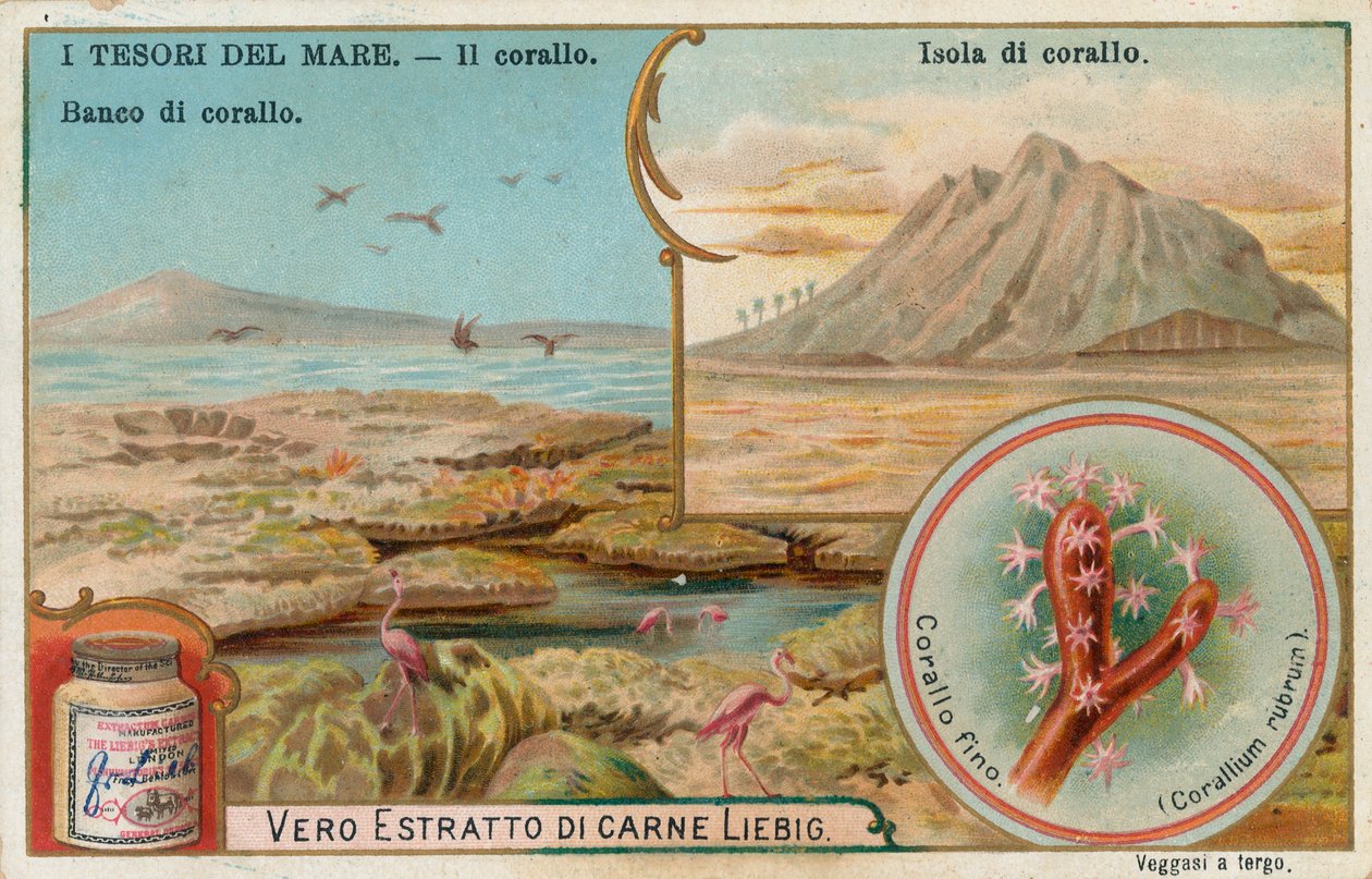 Tesori del mare, carta Liebig, inizio XX secolo (cromo) da European School