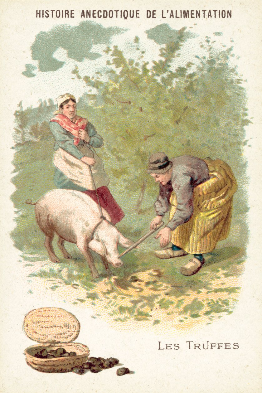 Tartufi (cromolito) da European School
