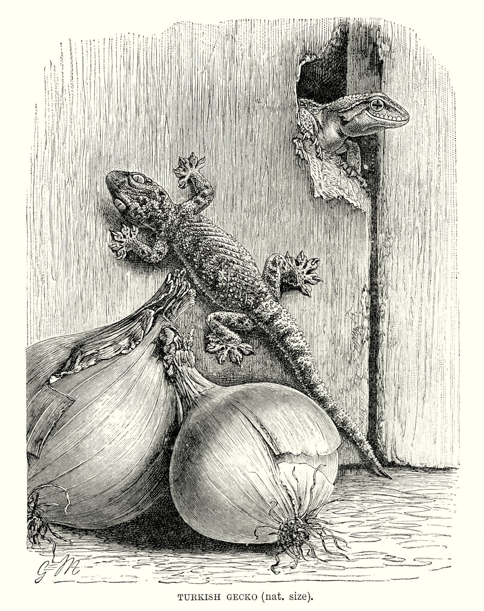 Geco turco (incisione) da European School