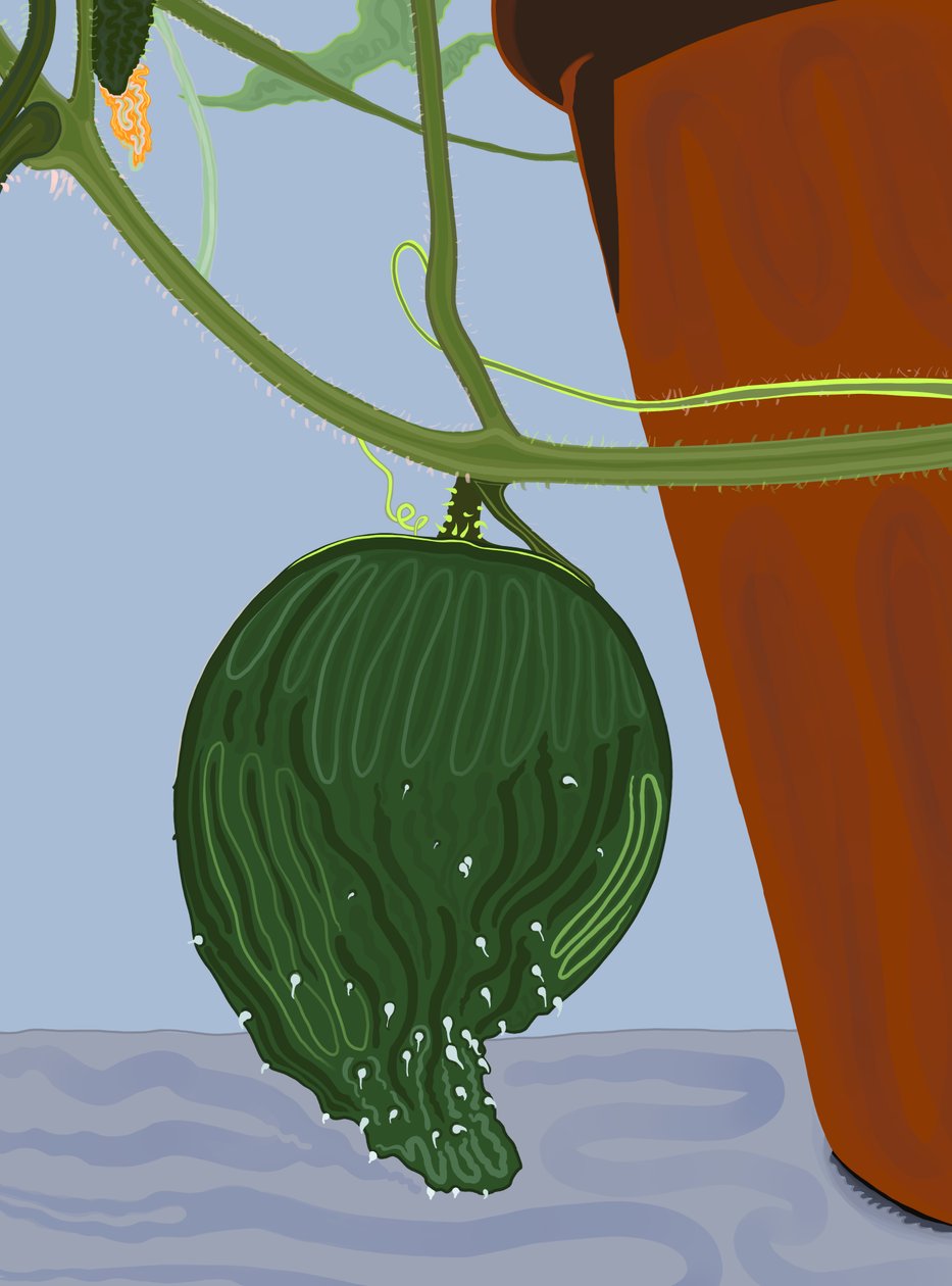 Cetriolo che cresce in vaso, Brooklyn (arte digitale) da Evan Sklar