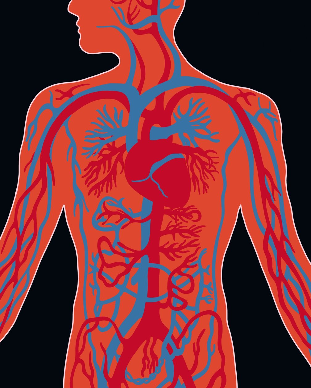 Rete del sistema cardiovascolare da Evan Sklar