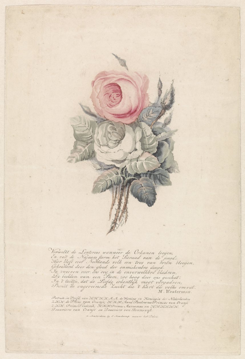 Rose da Evert Maaskamp