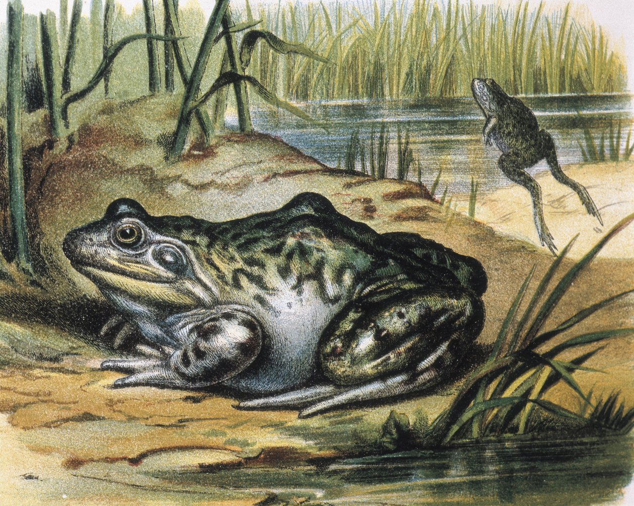Rana toro. Anfibio Ranidae da F. (after) Padro