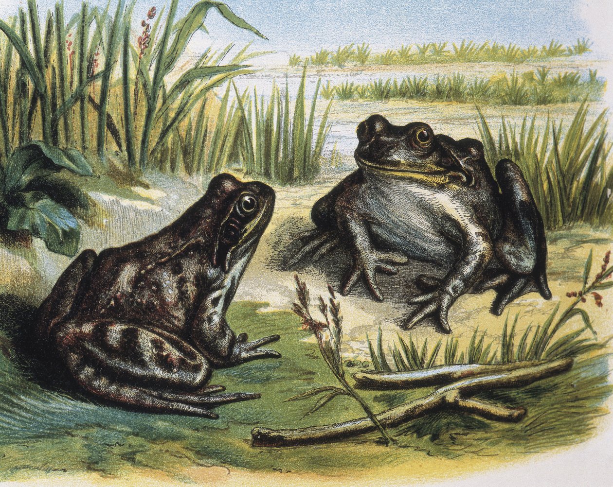 Rana comune europea. Anfibi. Incisione da un disegno di F.Padro da F. (after) Padro
