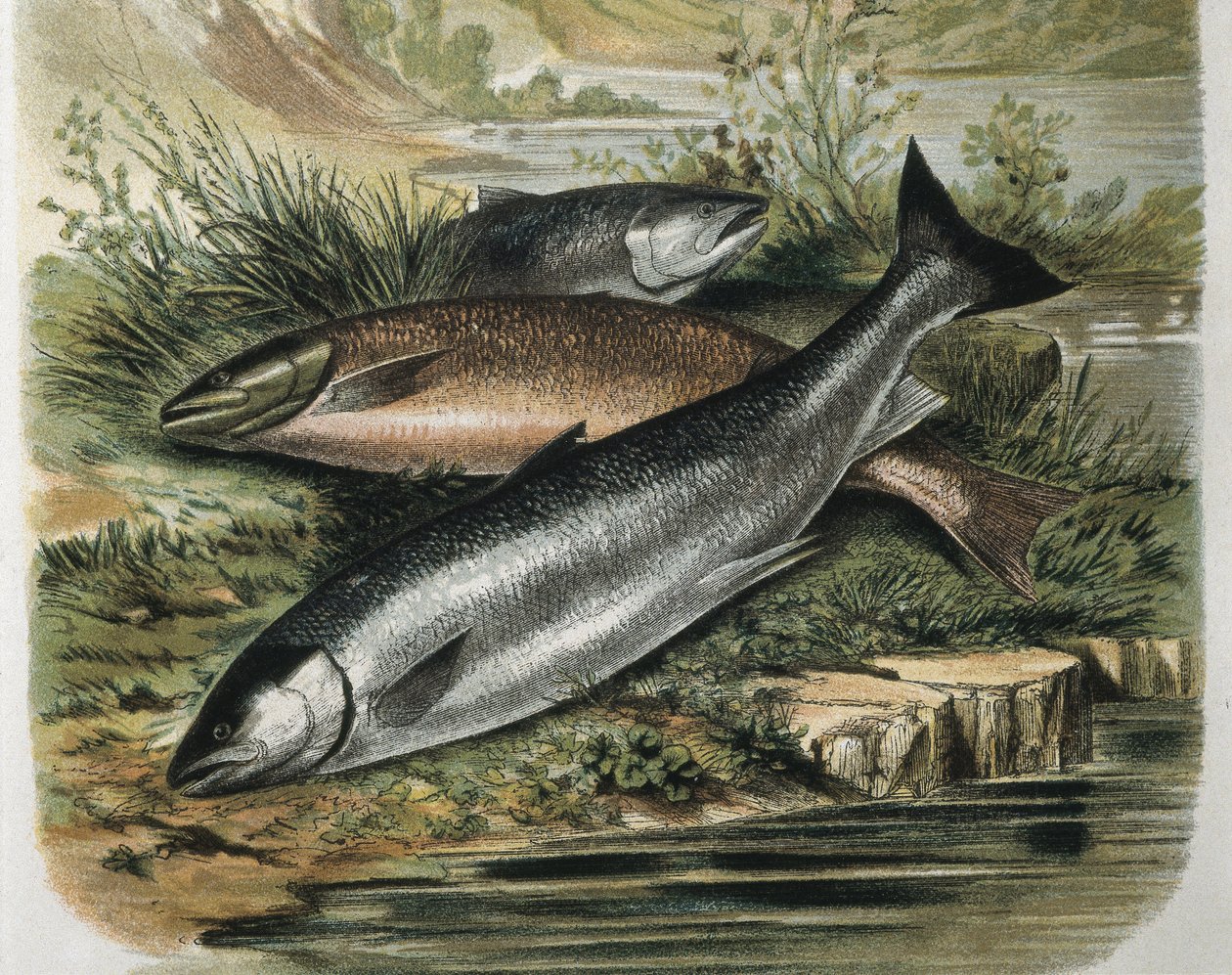 Salmone. Incisione dopo un disegno di F. Padró da F. (after) Padro