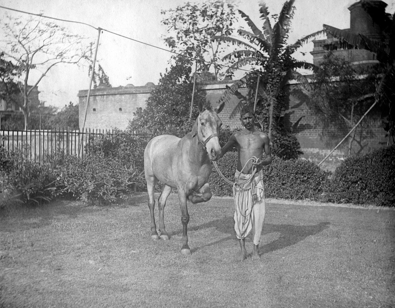 Uomo con un cavallo, Alipore, India, 1905-1906 da F. L. Peters