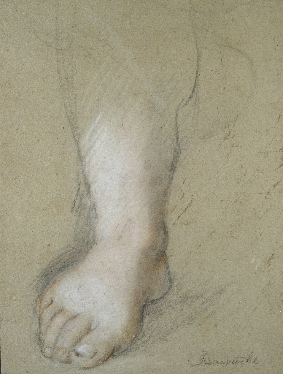 Studio di un piede (gessi neri, rossi, rosa e bianchi su carta grigiastra) da Federico Barocci