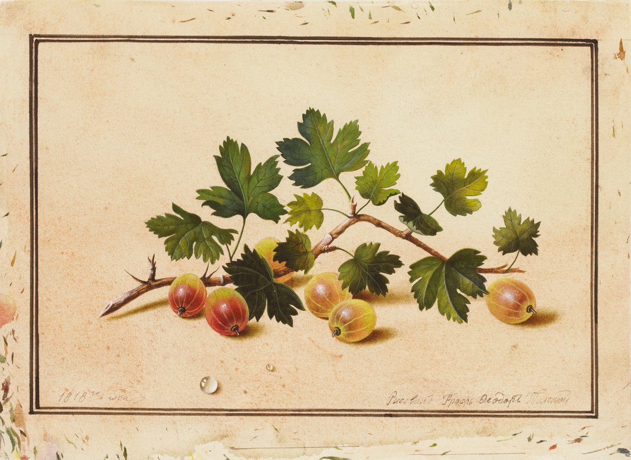 Uva spina, 1818 da Fedor Petrovich Tolstoy