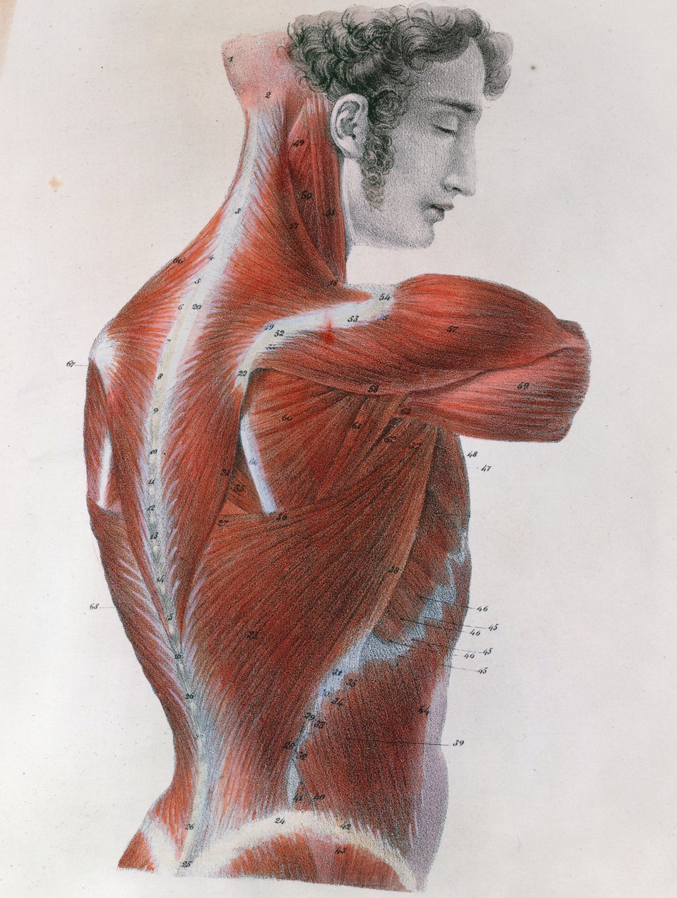 Torso scuoiato, da 