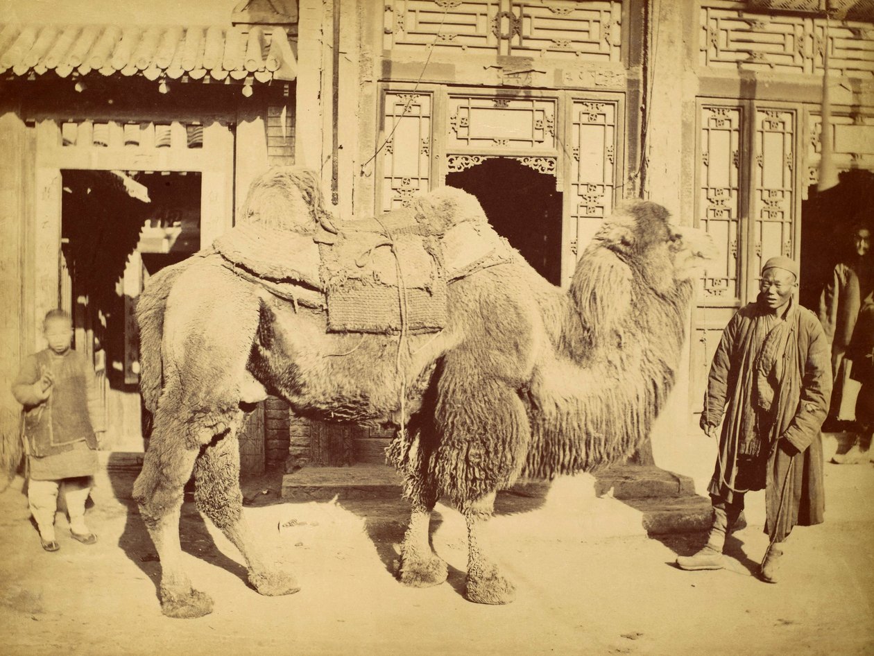 Cammello bactriano con conduttore, c.1860 da Felice Beato