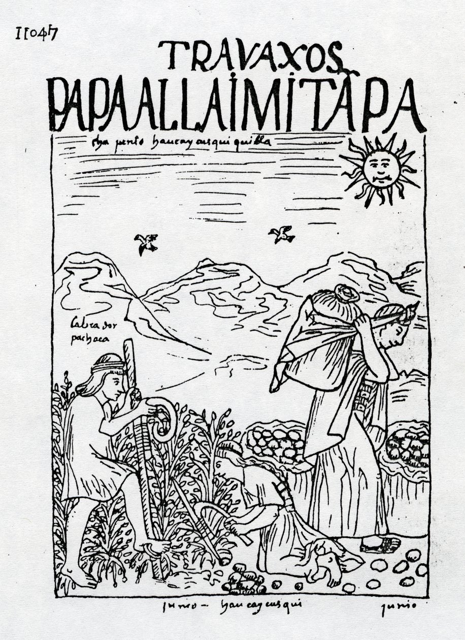 Il mese di giugno, raccolta delle patate da Felipe Huaman Poma de Ayala