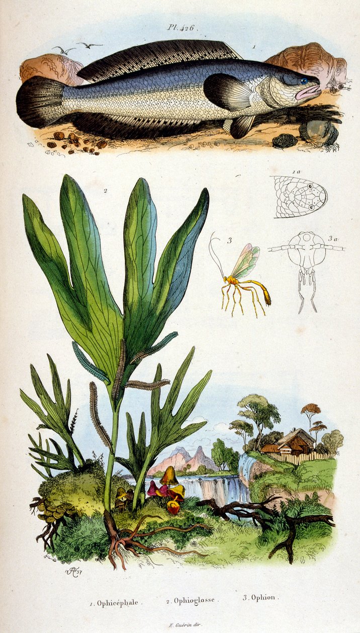Illustrazione botanica e zoologica di F. E. Guerin. Da Dictionnaire pittoresque d