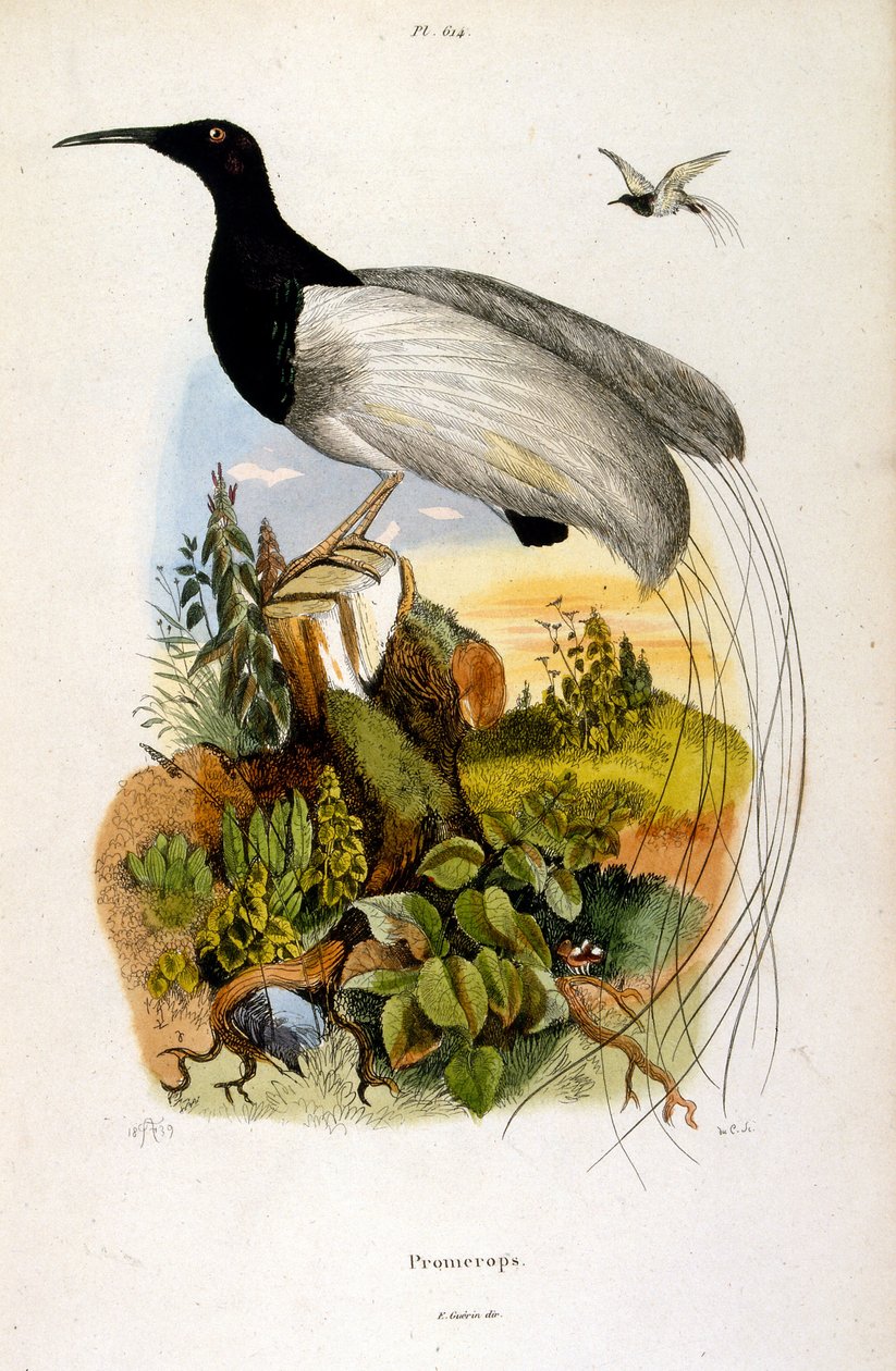 Illustrazione botanica e zoologica di F. E. Guerin. Da Dictionnaire pittoresque d