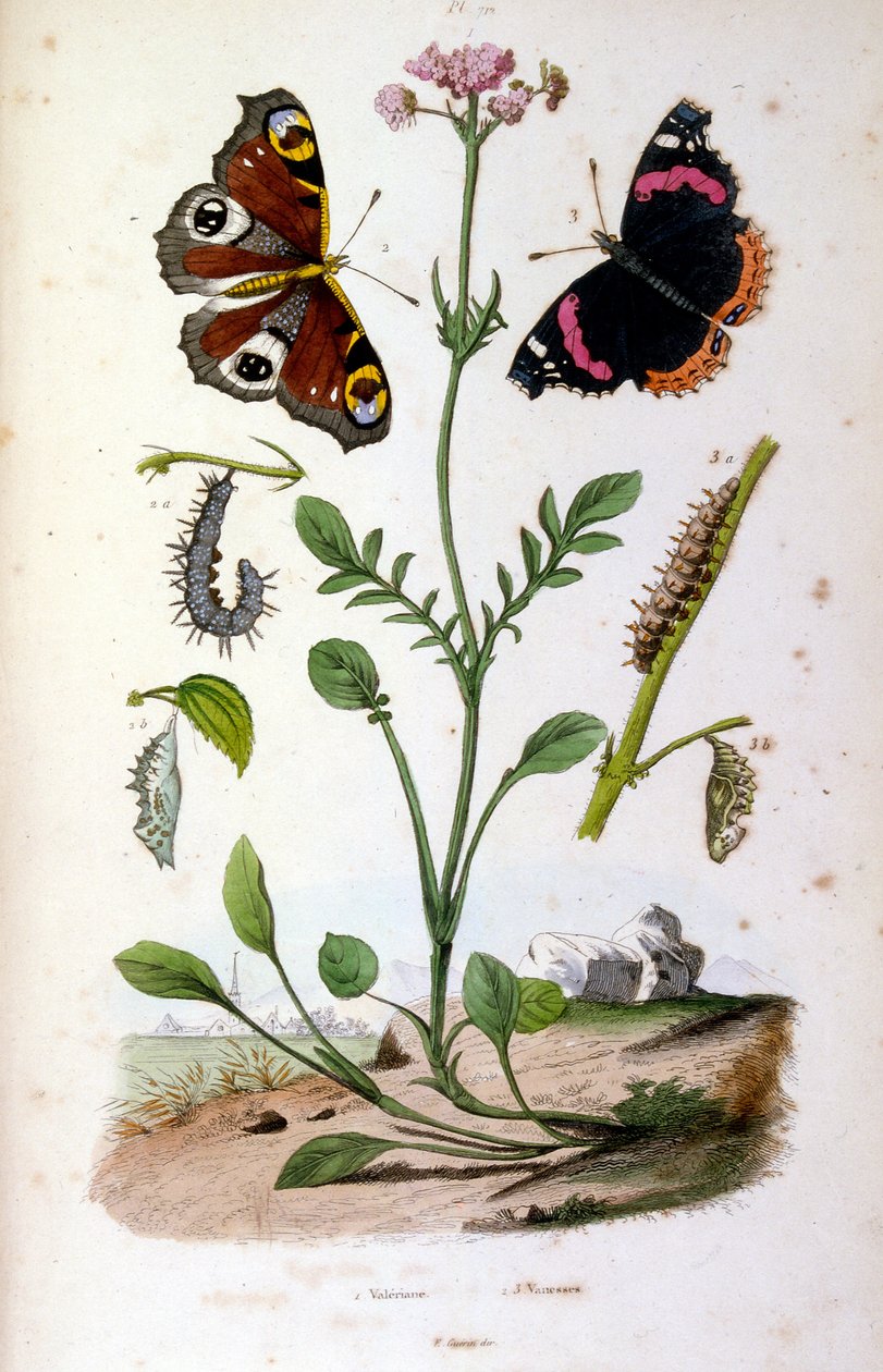 Illustrazione botanica e zoologica di F. E. Guerin. Da Dictionnaire pittoresque d