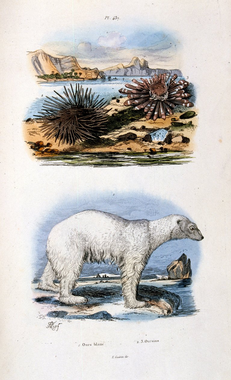 Illustrazione botanica e zoologica di F. E. Guerin. Da Dictionnaire pittoresque d