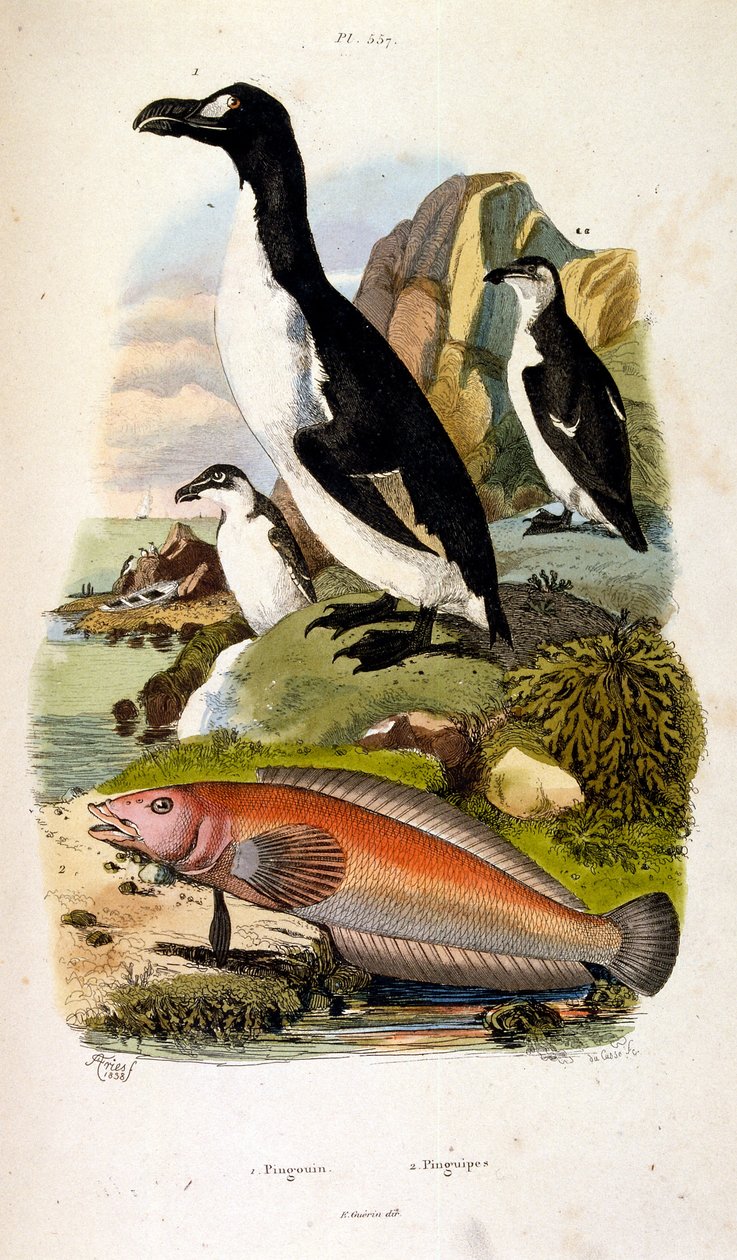 Illustrazione botanica e zoologica di F. E. Guerin. Da Dictionnaire pittoresque d