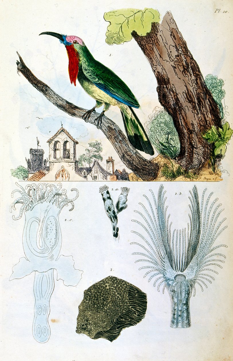 Illustrazione botanica e zoologica di F. E. Guerin. Da Dictionnaire pittoresque d