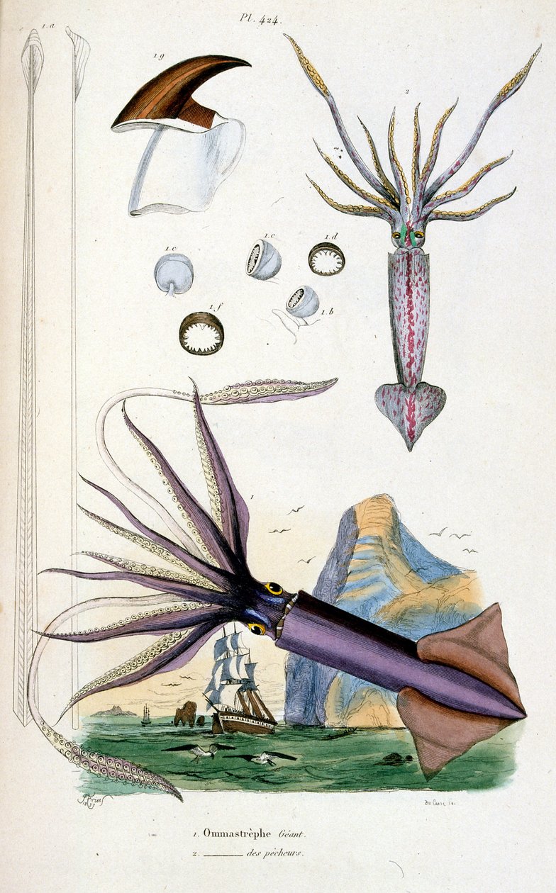 Illustrazione botanica e zoologica di F. E. Guerin. Da Dictionnaire pittoresque d